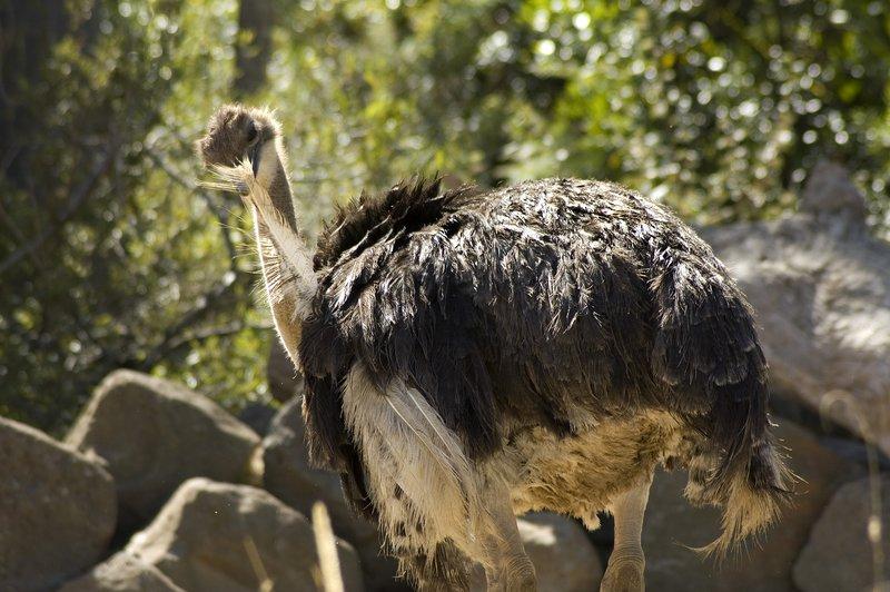 zoo_64 [800x600].jpg